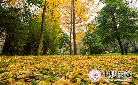 摄图网_500750742_秋冬的黄色银杏非常美丽-（企业商用）